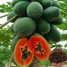 20 Caribbean Red Lady Papaya Seeds - Tropical Fruit Tree with Large Melon-Like Fruits - Non-GMO Indoor or Outdoor Plant - Carica Papaya