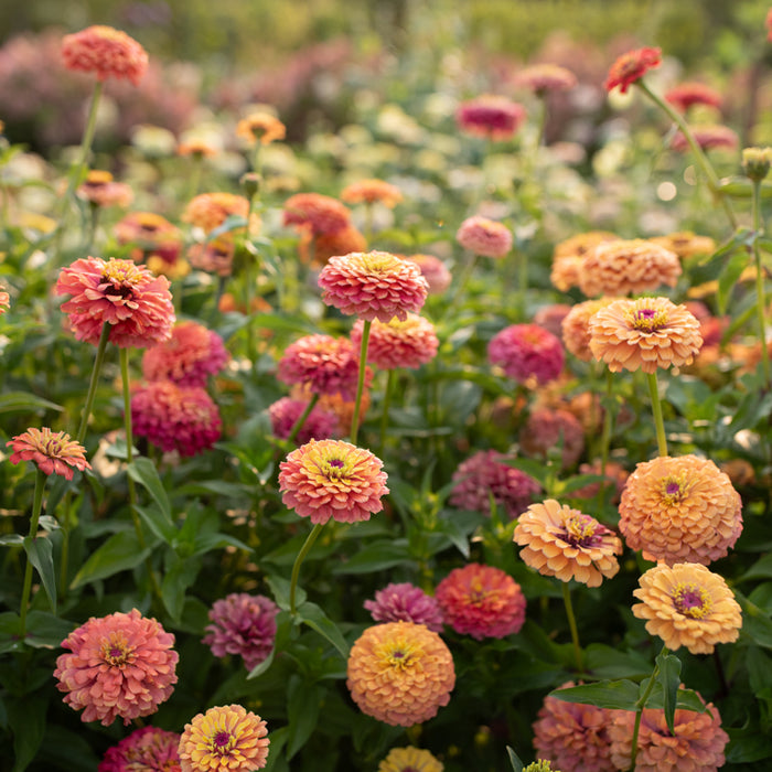 Unicorn Mix Zinnia Seeds – Pastel Rainbow Blooms for Cut Flowers, Borders & Pollinator Gardens – Zinnia elegans, USA