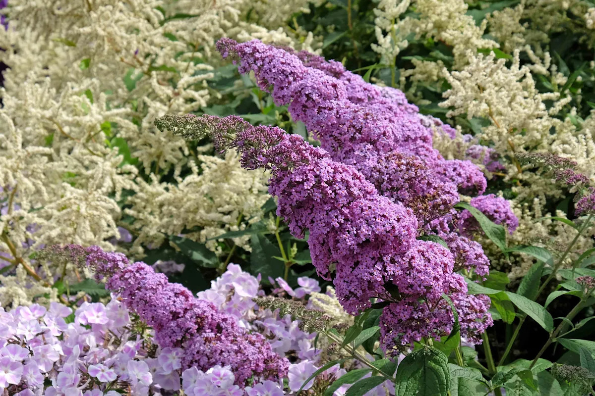Purple Butterfly Bush Cuttings - 7 Unrooted 6" Live Plants, Fast-Growing Flowering Shrub for Outdoor Gardens, USDA Zones 5-9