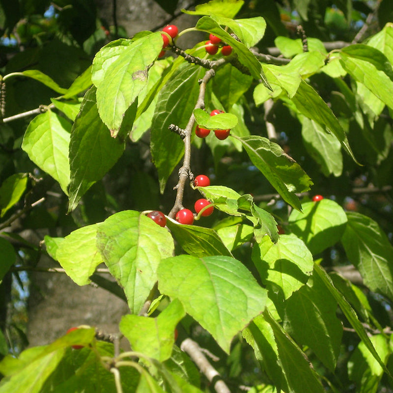 Ilex Montana Seeds – Mountain Holly Native Shrub for Gardens, Wildlife, Landscaping, 500 mg