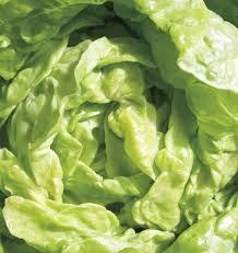 Tom Thumb Lettuce Seeds – Mini Heirloom Butterhead, Lactuca sativa, Sweet & Tender, Fast-Growing, Heat-Tolerant, Container Gardening