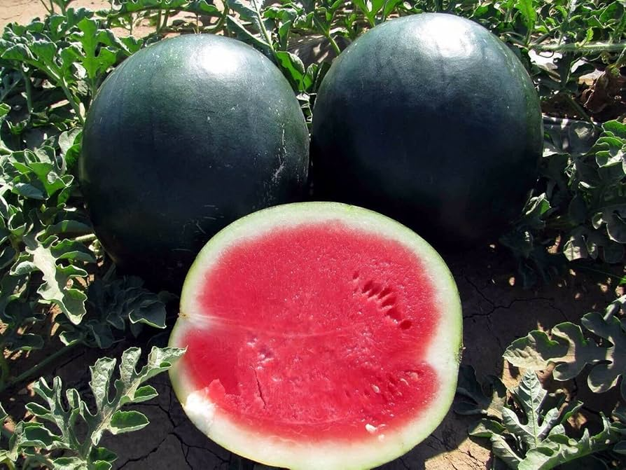 Black Diamond Watermelon Seeds | Heirloom Non-GMO | Large Fruit 30-75 lbs | Sweet Red Flesh | Citrullus lanatus