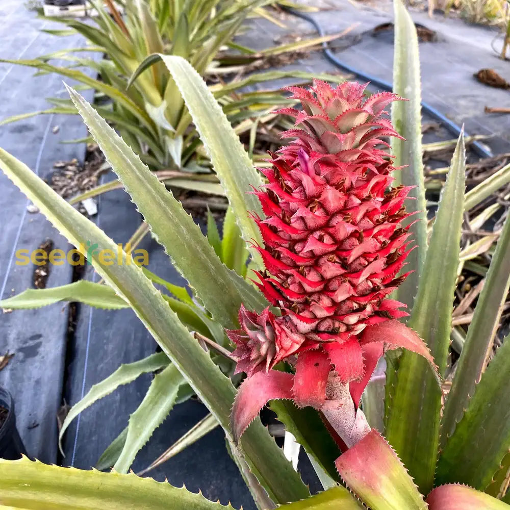 Singapore Red Pineapple Seeds - Tropical Fruit Seeds for Home Gardening - Ananas comosus - USA Grown