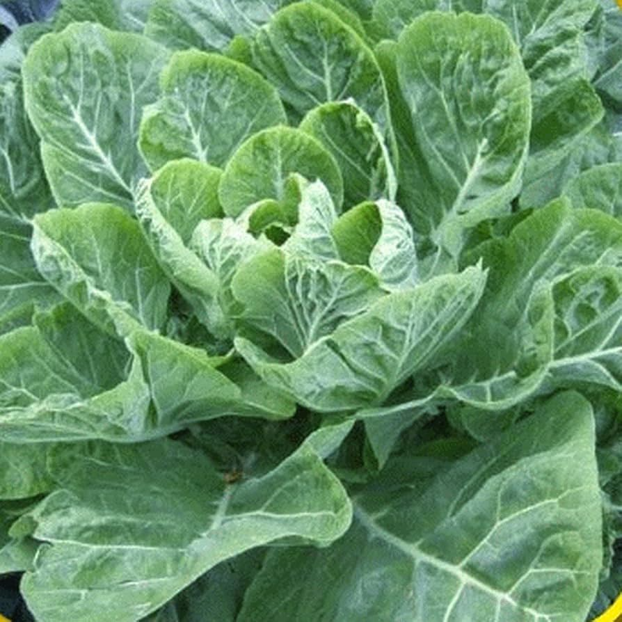 300 Seeds Collards Champion - Heirloom Brassica oleracea for Gardening, Nutritious Greens, Cool Weather Harvest