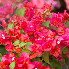 Bengal Orange Bougainvillea Starter Plant Well-Rooted Plug for Indoor & Outdoor Climbing or Hanging Decor