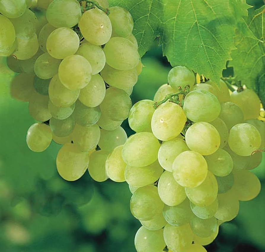 Seedless Green Grape Vine Cutting - Rooted Vitis vinifera, Easy Care Climbing Fruit Plant for Garden