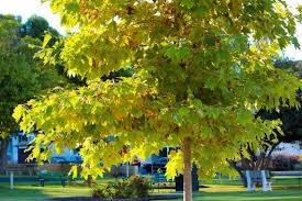 American Sycamore Tree Starter Plant | Bare Root 2-3 Feet Tall | Fast-Growing Shade Tree Platanus occidentalis for Zones 3-9