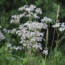 400 Anise Seeds Pimpinella Anisum Aromatic Herb for Culinary & Garden Use, Attracts Pollinators