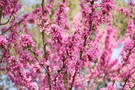 10 Seeds Cercis chinensis Chinese Redbud Tree for Planting, Ornamental Pink Blossom Flowering Tree