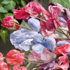 Streamer Mix Sweet Pea Seeds – Bicolor & Striped Blooms Climbing Vine for Trellises & Bouquets – Lathyrus odoratus