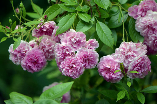 Live Heirloom 7 Sisters Pink Rose Bush Starter Plant | Climbing Multiflora Rambler | Bare Root Baby Roses