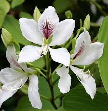 Bauhinia Alba Seeds – 10 White Orchid Tree Tropical Flowering Tree for Landscaping, Fragrant Blooms, Perennial Plant