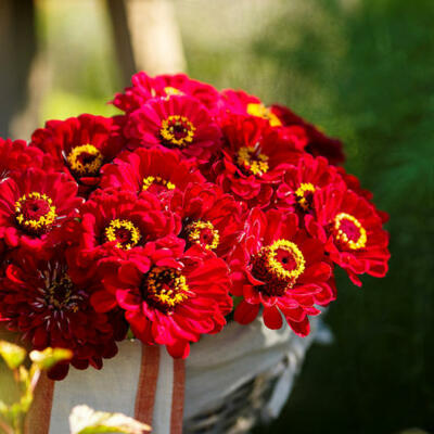 200 Zinnia elegans Meteor Seeds - Burgundy Red Flowers for Pollinators, Heirloom, Non-GMO, Butterfly & Bee Attractant