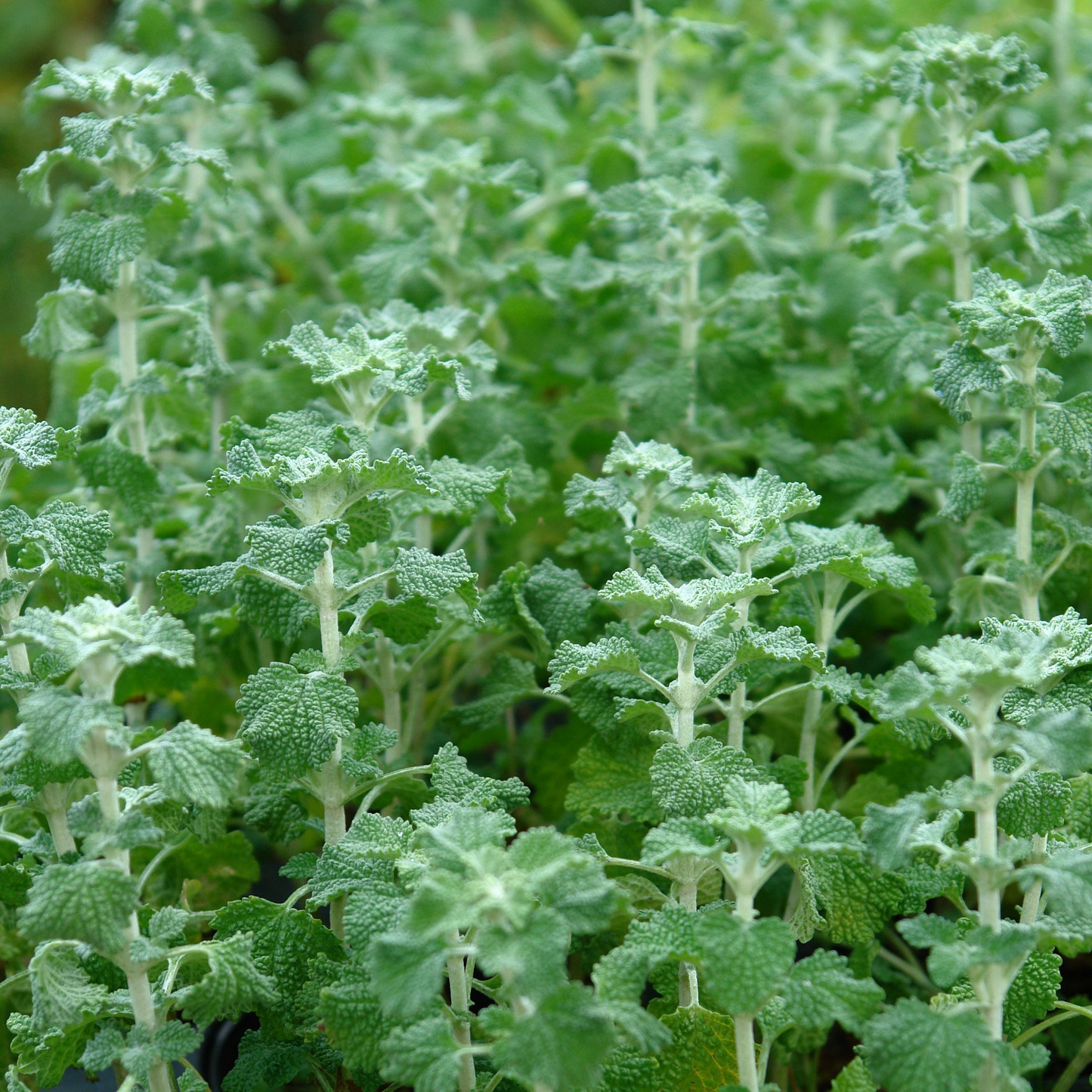 White Horehound Herb Seeds - Marrubium vulgare, 500 Seeds, Bitter Flavor, Perennial Herb, Edible, Medicinal, Full Sun