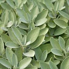 Extrakta Sage Seeds (Salvia officinalis) – Aromatic Culinary Herb for Cooking, Drought-Tolerant, Silver-Green Leaves