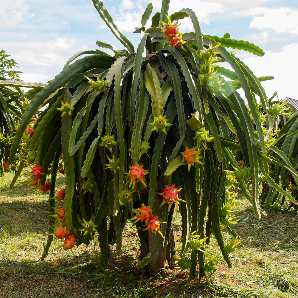 American Beauty Dragon Fruit Cuttings - 8-10 Inches, Red Flesh, Self-Pollinating, Tropical Garden & Container Plant, Hylocereus Species