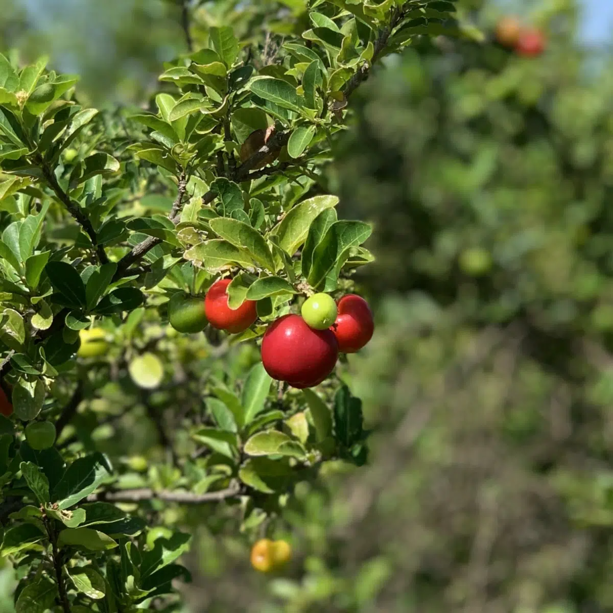Acerola Fruit Tree Starter Plant 2-3 ft, Malpighia emarginata, Tropical Vitamin C Cherry Tree, Ready to Fruit