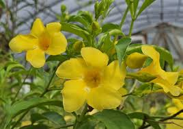 Yellow Allamanda Starter Plant - Golden Trumpet, Allamanda cathartica, Tropical Perennial with Vibrant Yellow Flowers