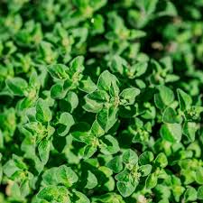 Greek Oregano Seeds - Heirloom Non-GMO Culinary Herb for Gardens & Containers, 10-24in, USDA Zones 4-9