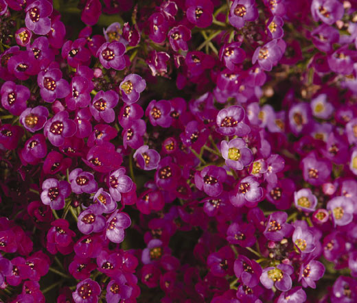 Alyssum Seeds Oriental Nights Dark Purple Groundcover Fragrant Lobularia maritima 500 Seeds
