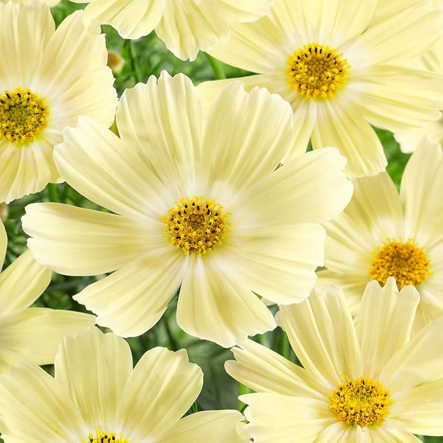 Lemonade Cosmos Seeds – 200+ Soft Yellow Blooms – Easy-to-Grow Annual for Gardens, Cut Flowers, Pollinators – Cosmos bipinnatus