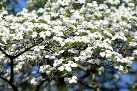 White American Flowering Dogwood Tree Seeds - Cornus florida, Ornamental, Spring Blooming, Bird-Friendly, Hardy in Zones 5-9
