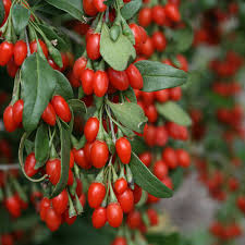 Goji Berry Cuttings 7.5" Unrooted Lycium barbarum Superfood Plant for Propagation & Home Garden
