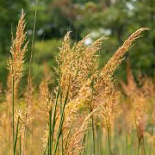 10,000 Bulk Prairie Grass Seeds - Native, Fast-Growing, Drought & Heat Tolerant Ornamental Grass for Landscaping