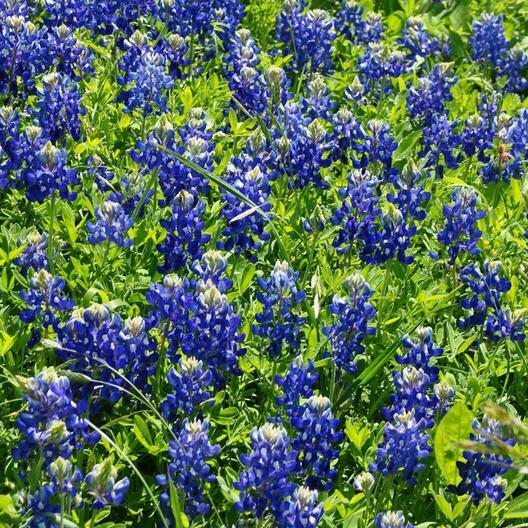 50 Texas Bluebonnet Seeds Lupinus texensis Wildflower Native to Texas Heirloom Non-GMO Sun/Partial Shade