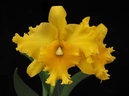 Rlc Pathoon Delight 'Golden Sun' Orchid | 3-Inch Potted Cattleya Tropical Orchid with Yellow Blooms for Indoor & Outdoor Growing