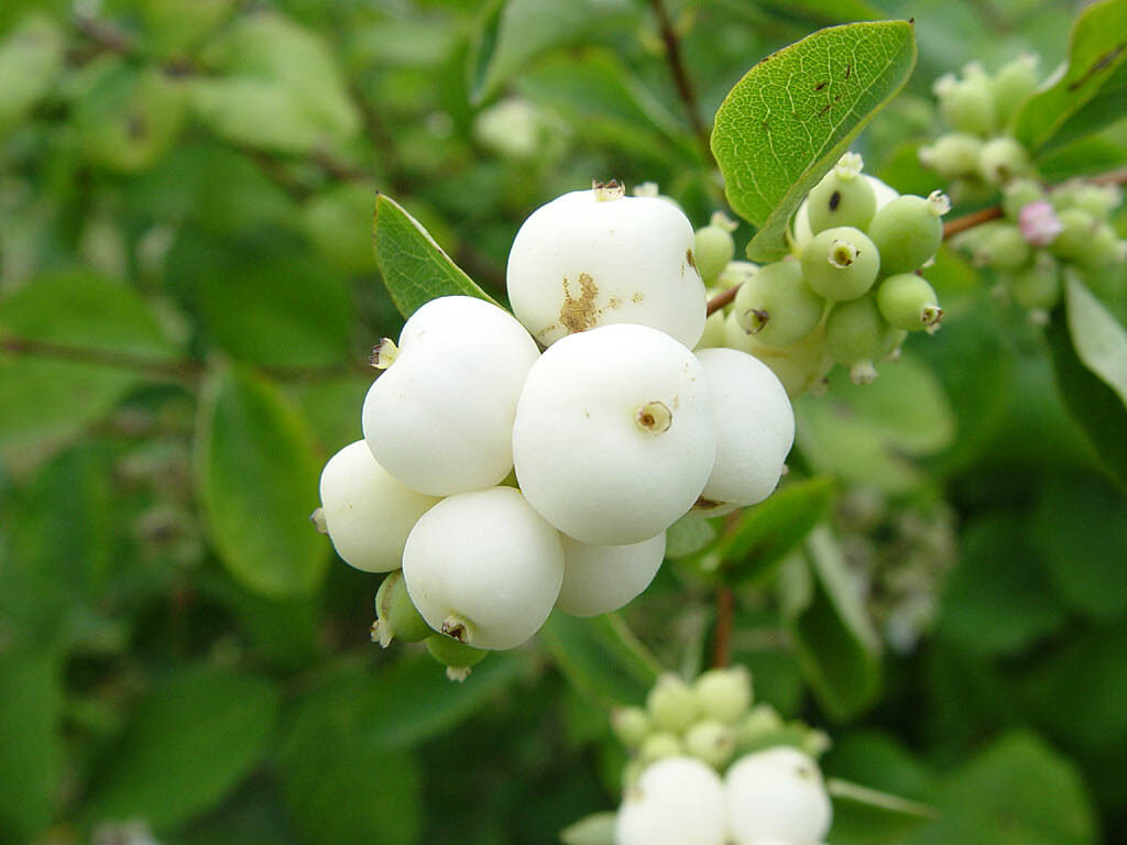 40 Snowberry Seeds Symphoricarpos albus White Berries Hardy Shrub Native Plant Winter Interest
