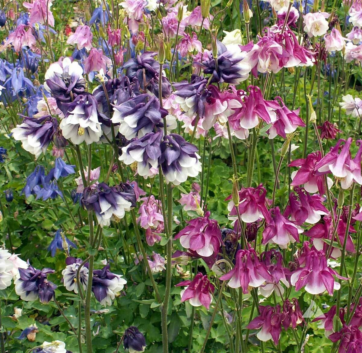 500 Seeds Columbine Dwarf Mix Granny's Bonnet Perennial Flowers Aquilegia Non-GMO Fall Planting