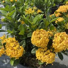 Ixora coccinea 'Yellow Maui' - 2 Live Tropical Starter Plants, Vibrant Yellow Flowering Shrub, 7 Inches Tall