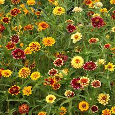 500 Seeds Zinnia Persian Carpet Mix Dwarf Flower Non-GMO Vibrant Colors Pollinator-Friendly Garden Plant
