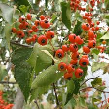 Washington Hawthorn Tree Bare Root Plant 18-24" | Crataegus phaenopyrum | Songbird Friendly, Wildlife Attracting, Zones 3-10