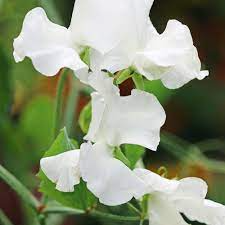 Lucy Hawthorne Sweet Pea Seeds – 50+ Lavender-Blue Blooms Climbing Vine for Trellises & Bouquets