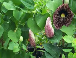 Creeping Dutchman's Pipe Vine Seeds, Aristolochia debilis, Fast-Growing Perennial, Butterfly & Hummingbird Friendly, Climbing Vine