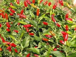 Firecracker Pepper Seeds – Heirloom, Non-GMO, High Yield, Compact, 1-2 Inch Hot Peppers, Capsicum annuum