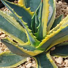 Variegated Agave Americana Century Plant – 6-12" Live Succulent with Green & Yellow Foliage, Drought-Tolerant, Xeriscape, Rock Garden Plant