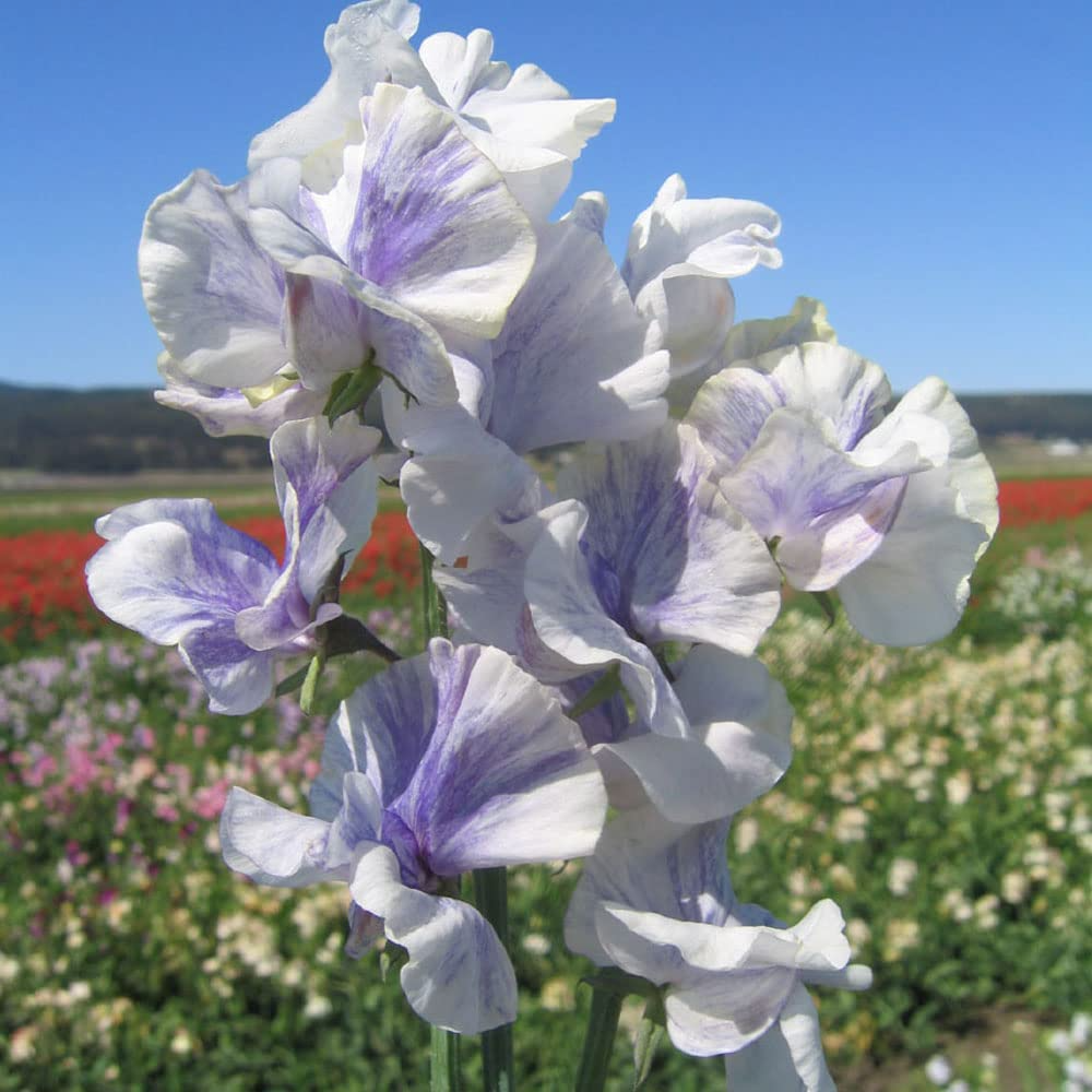 Blue Ripple Sweet Pea Seeds – Marbled Blue & White Fragrant Climbing Vines for Garden, Trellises, Fences – Lathyrus odoratus
