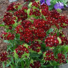 Sweet William Seeds 200 Pack, Dianthus barbatus DUNETTI Red Flowers, Non-GMO, Spring Blooms, Butterfly Attractant, Easy to Grow