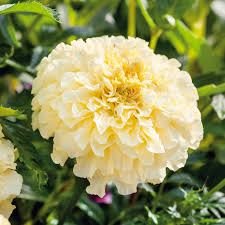 African Marigold Seeds 50 Pack, Double Yellow Blooms, Non-GMO, Bee-Friendly, 18-24" Garden Flowers, Tagetes erecta