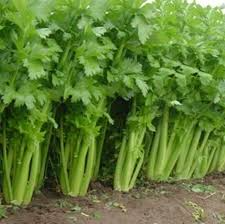 Celery Seeds 2500 Count Tall Utah 52/70 Apium graveolens Heirloom for Planting, Gardening, Crisp Stalks, Cooking & Salads