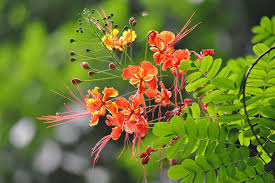 Dwarf Poinciana Seeds, Red Bird of Paradise, Mexican Flowering Plant, Tropical Shrub, Non-GMO, Vibrant Red Flowers, C. pulcherrima