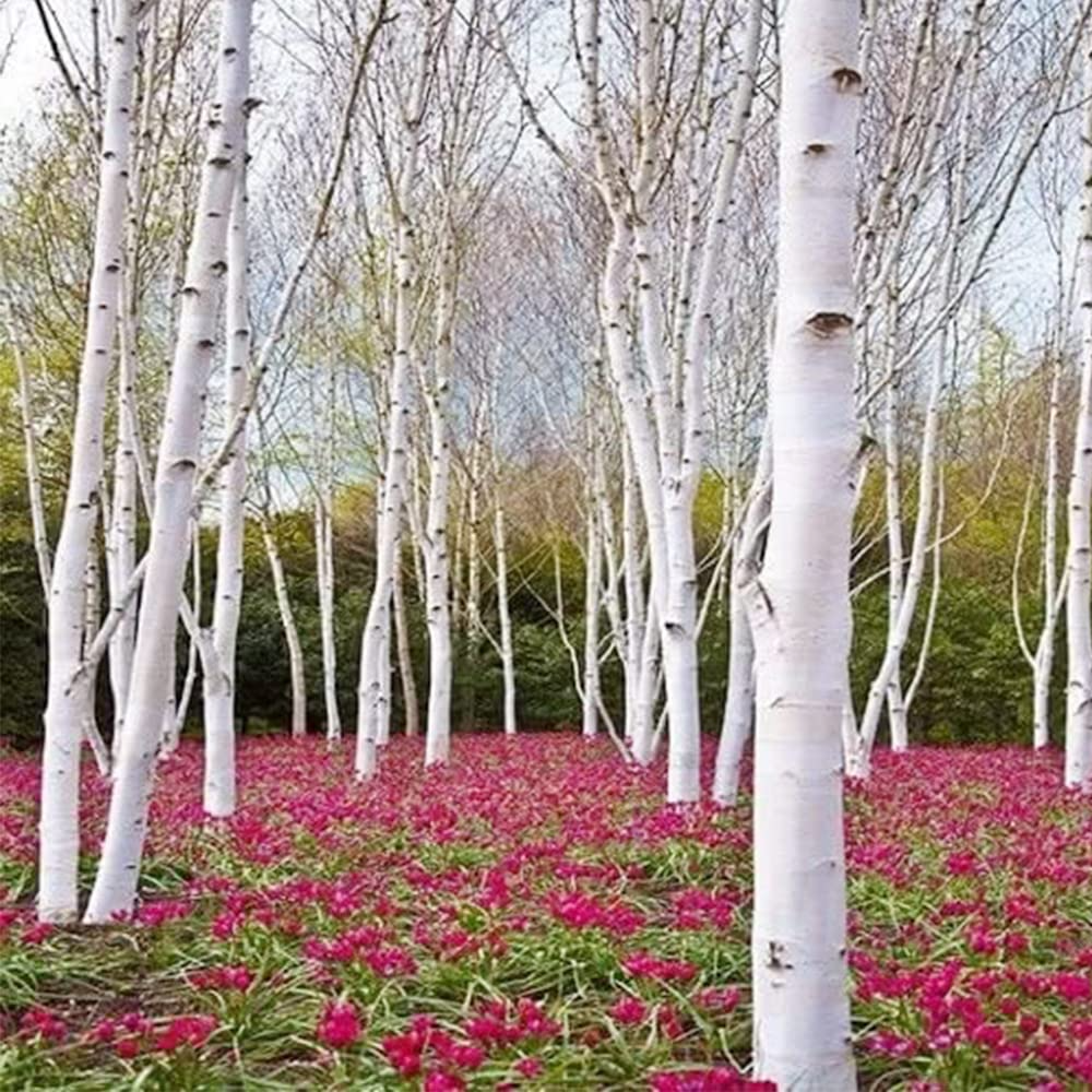 White Paper Birch Tree Seeds, Betula papyrifera, Fast-Growing, Showy White Bark, Native Landscaping Tree, Hardy Garden Tree
