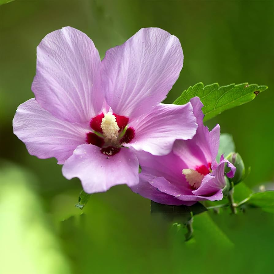 Organic Rose of Sharon Hibiscus Live Plants with Roots – Pink, White, Purple Flowering Shrubs for Garden, Border, Container, Hardy Perennials
