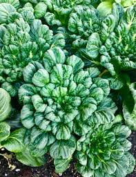 Pak Choi Tatsoi Seeds 500mg – Heirloom Asian Greens, Fast-Growing, Mild Flavor, High Yield for Garden & Container