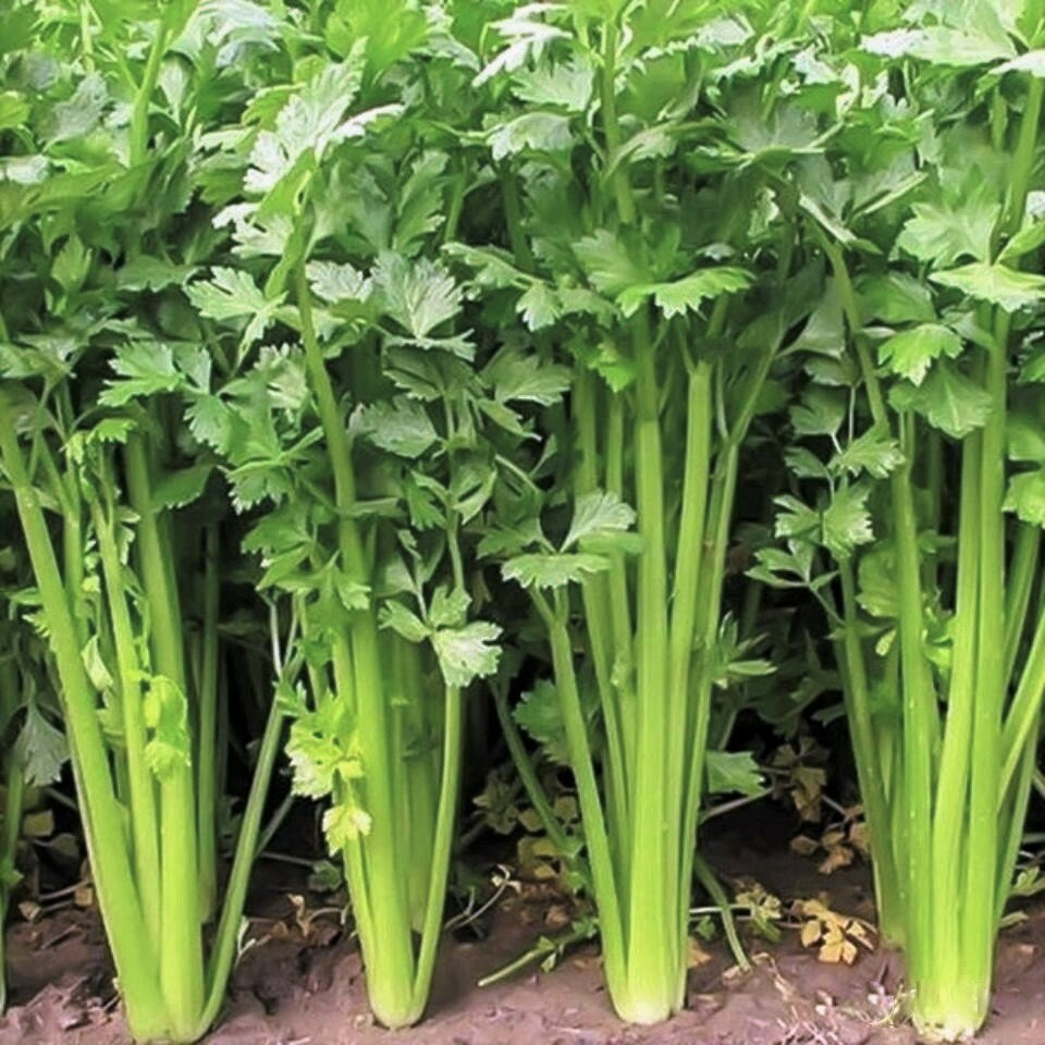 Chinese Light Green Celery Seeds, Heirloom Apium graveolens, Mild Flavor, Crisp Stalks, 500 Seeds for Salads & Cooking