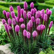 50 Purple Blazing Star Seeds Liatris spicata - Native Perennial, Tall Purple Flower Spikes, Pollinator & Butterfly Garden Seeds