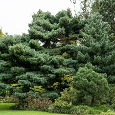 White Pine Tree Live Bare Root Plant 10-18 Inches Pinus strobus Evergreen Landscaping